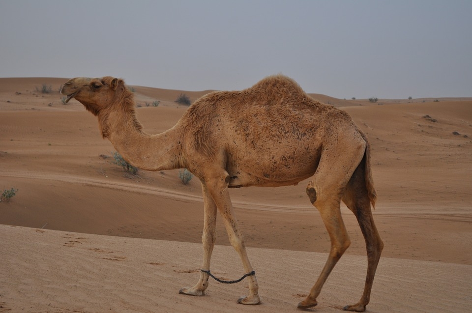 ABU DHABI - DUBAI